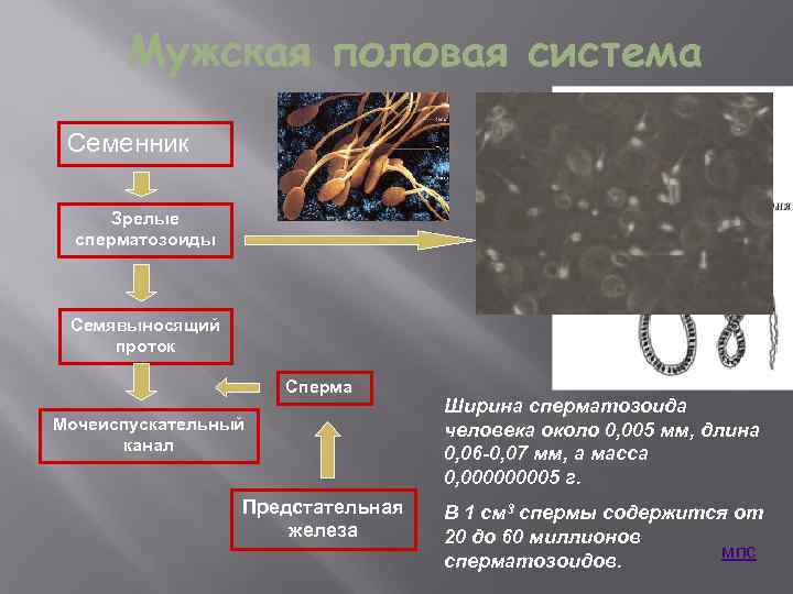 Мужская половая система Семенник Зрелые сперматозоиды Семявыносящий проток Сперма Мочеиспускательный канал Предстательная железа Ширина