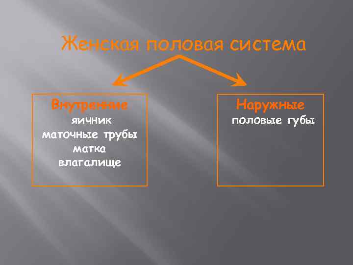 Женская половая система Внутренние яичник маточные трубы матка влагалище Наружные половые губы 