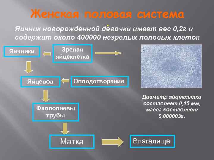 Яичники новорожденных. Яичник новорожденной девочки.