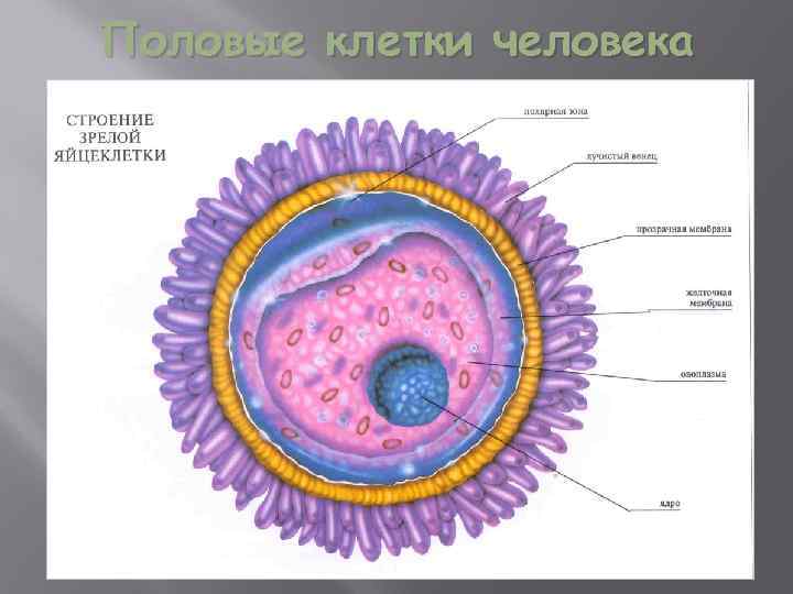 Половые клетки человека 