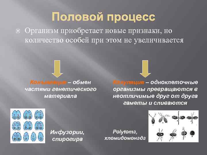 Половой процесс Организм приобретает новые признаки, но количество особей при этом не увеличивается Конъюгация