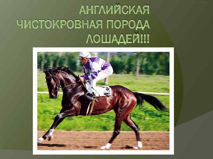 АНГЛИЙСКАЯ ЧИСТОКРОВНАЯ ПОРОДА ЛОШАДЕЙ!!! 