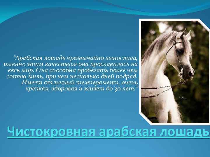 “Арабская лошадь чрезвычайно вынослива, именно этим качеством она прославилась на весь мир. Она способна