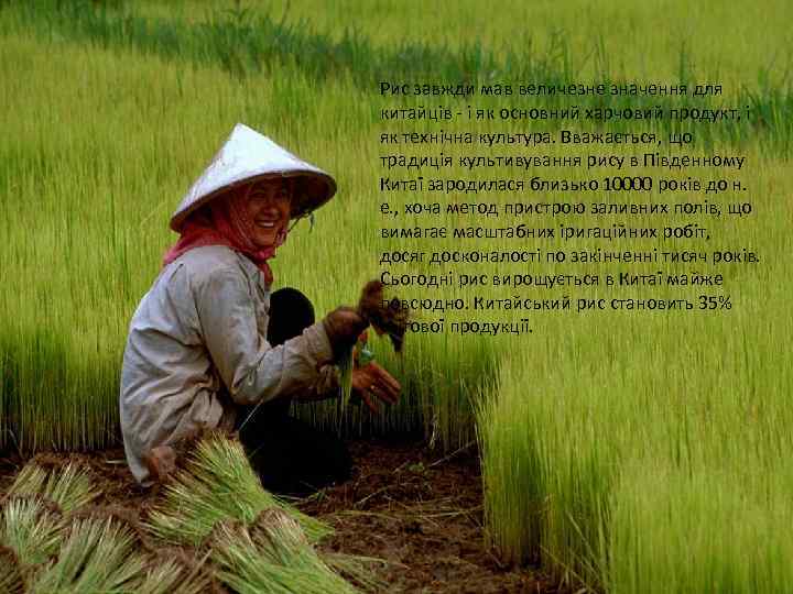 Рис завжди мав величезне значення для китайців - і як основний харчовий продукт, і
