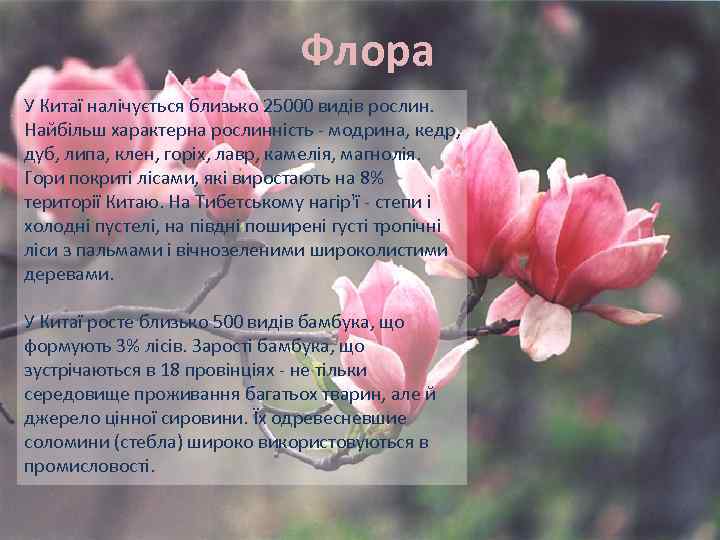 Флора У Китаї налічується близько 25000 видів рослин. Найбільш характерна рослинність - модрина, кедр,