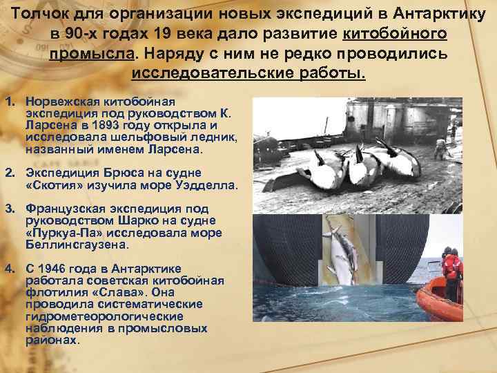 Толчок для организации новых экспедиций в Антарктику в 90 -х годах 19 века дало