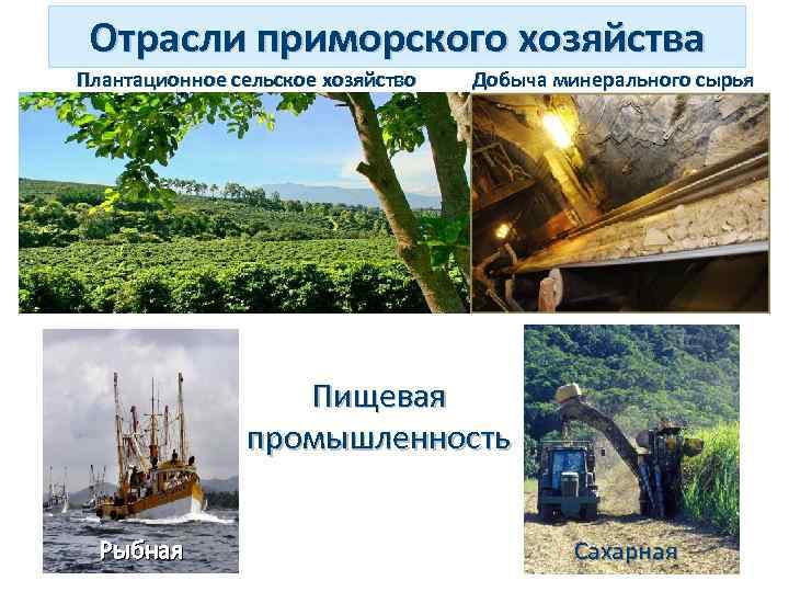 Отрасли приморского хозяйства Плантационное сельское хозяйство Добыча минерального сырья Пищевая промышленность Рыбная Сахарная 