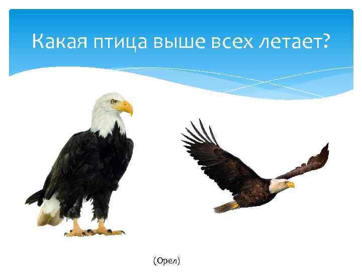 Какая птица выше всех летает? (Орел) 