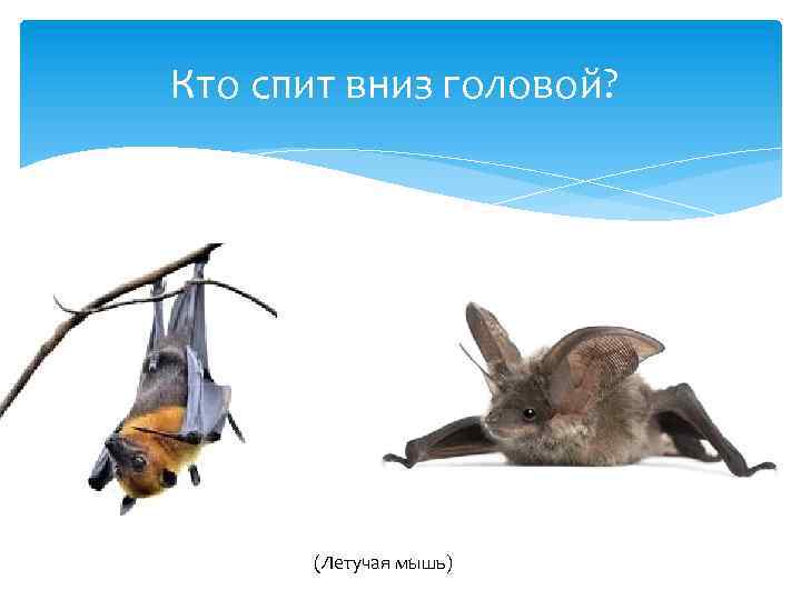 Кто спит вниз головой? (Летучая мышь) 
