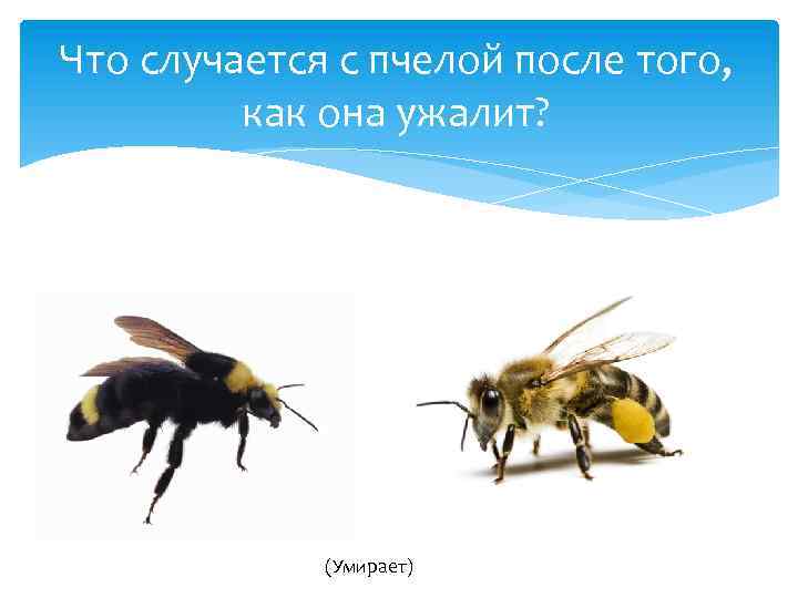 Что случается с пчелой после того, как она ужалит? (Умирает) 
