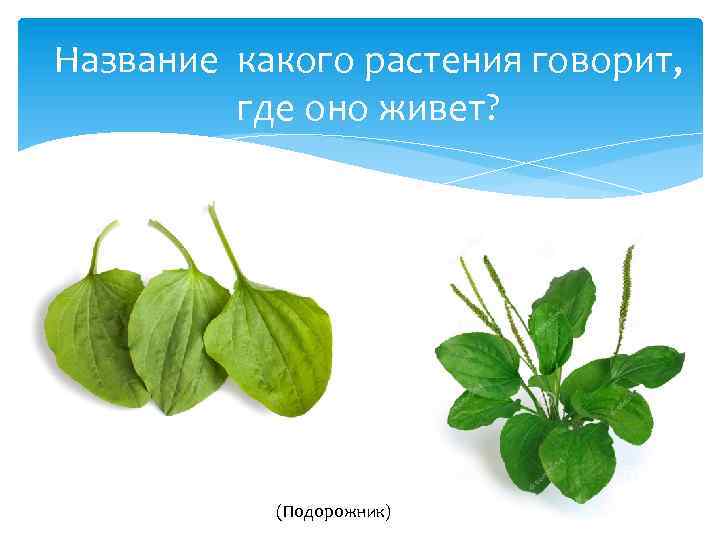 Скажи растение