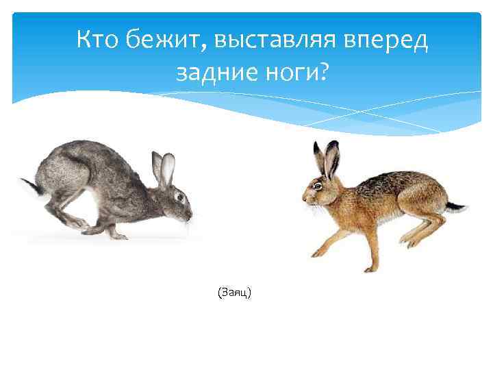 Кто бежит, выставляя вперед задние ноги? (Заяц) 