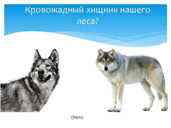 Кровожадный хищник нашего леса? (Волк) 