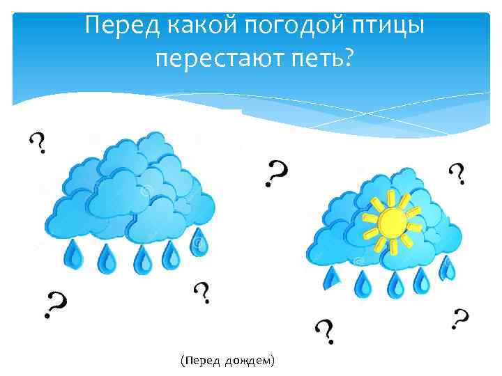 Перед какой погодой птицы перестают петь? (Перед дождем) 