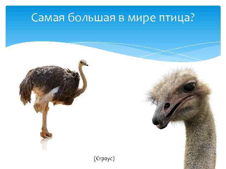 Самая большая в мире птица? (Страус) 