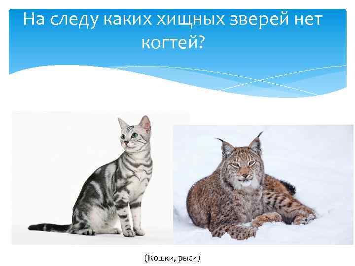 На следу каких хищных зверей нет когтей? (Кошки, рыси) 
