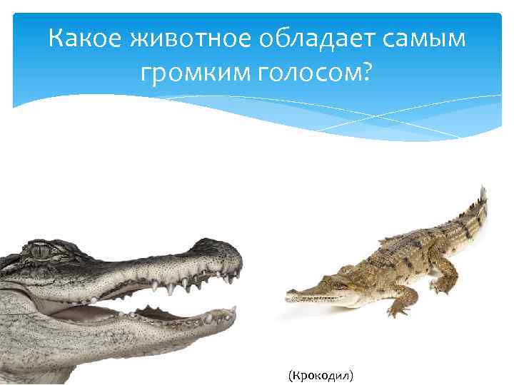 Какое животное обладает самым громким голосом? (Крокодил) 