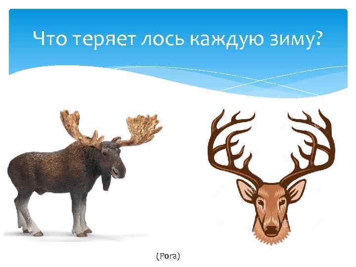 Что теряет лось каждую зиму? (Рога) 