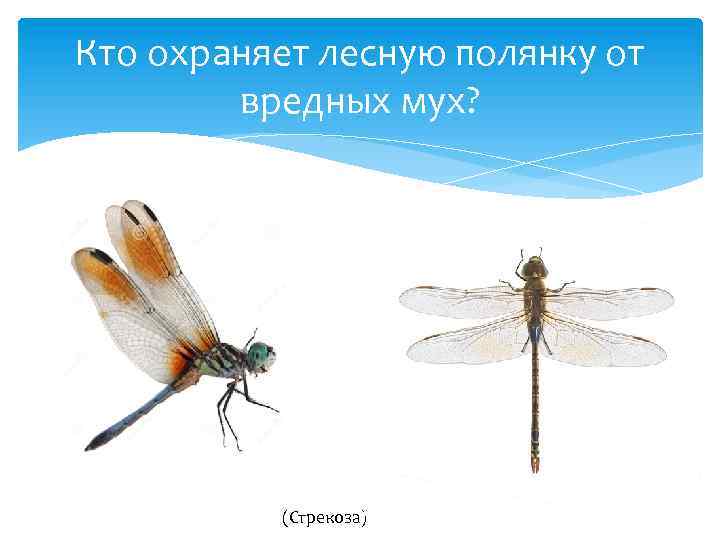 Кто охраняет лесную полянку от вредных мух? (Стрекоза) 