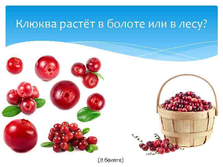Клюква растёт в болоте или в лесу? (В болоте) 