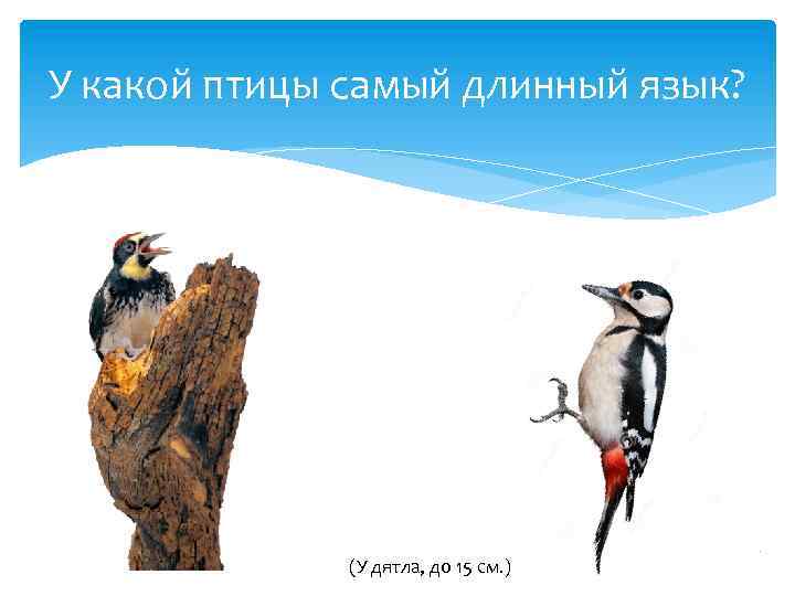 У какой птицы самый длинный язык? (У дятла, до 15 см. ) 