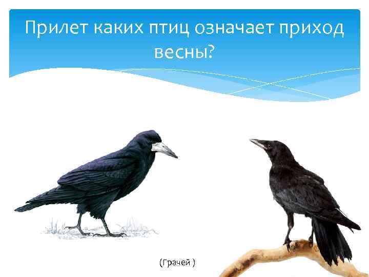 Прилет каких птиц означает приход весны? (Грачей ) 
