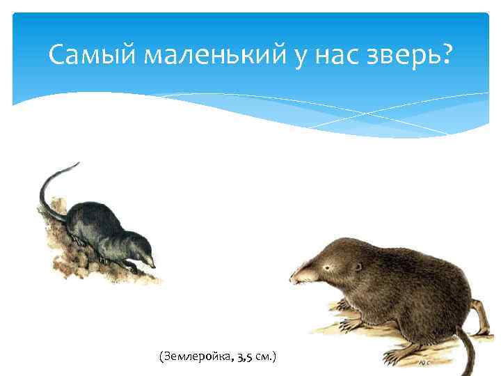 Самый маленький у нас зверь? (Землеройка, 3, 5 см. ) 