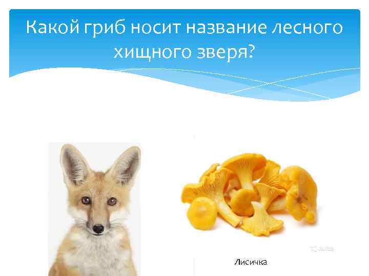 Какой гриб носит название лесного хищного зверя? Лисичка 