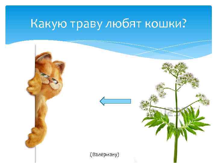 Какую траву любят кошки? (Валериану) 