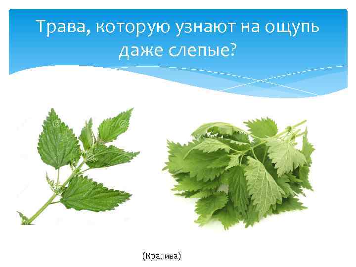 Трава, которую узнают на ощупь даже слепые? (Крапива) 