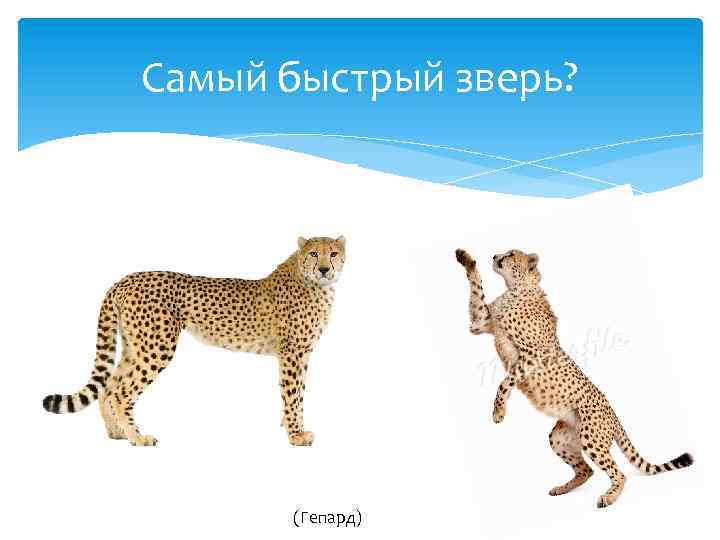 Самый быстрый зверь? (Гепард) 