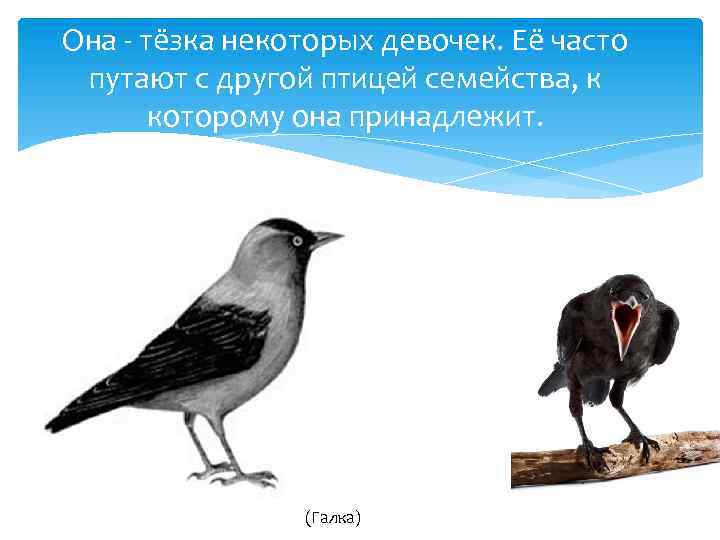 Близкие виды объединяются в один род например ворона ворон галка схема