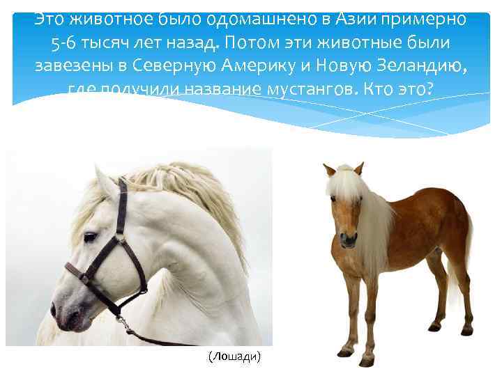 Это животное было одомашнено в Азии примерно 5 -6 тысяч лет назад. Потом эти