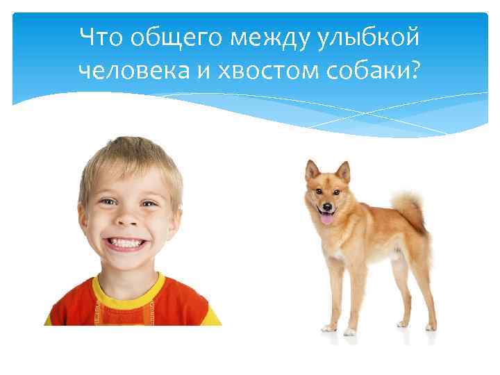 Что общего между улыбкой человека и хвостом собаки? 