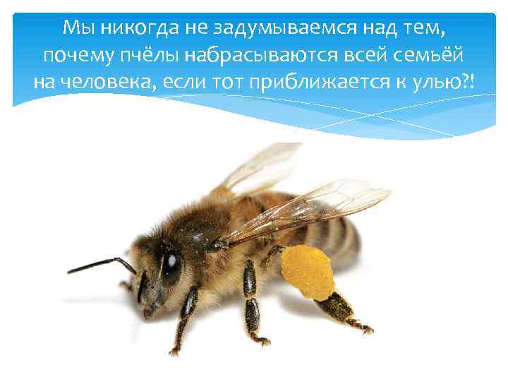 Мы никогда не задумываемся над тем, почему пчёлы набрасываются всей семьёй на человека, если