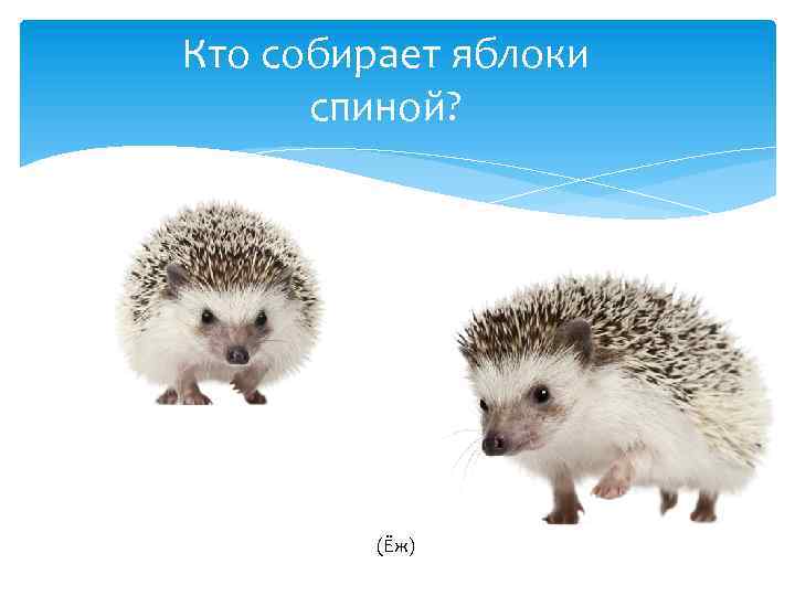 Кто собирает яблоки спиной? (Ёж) 