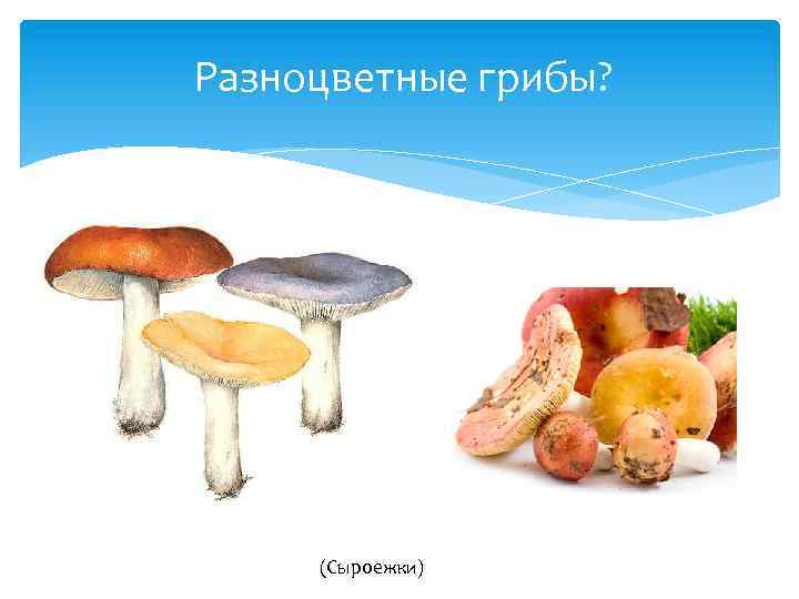 Разноцветные грибы? (Сыроежки) 