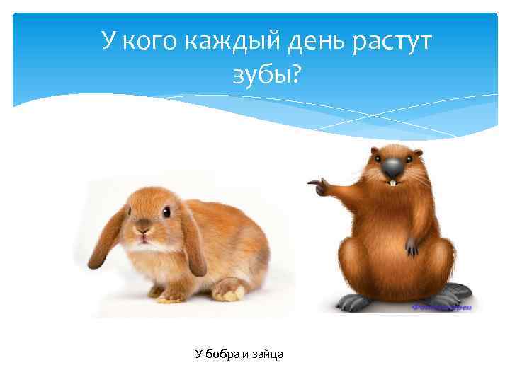 У кого каждый день растут зубы? У бобра и зайца 