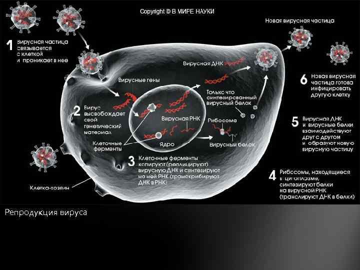 Репродукция вируса 