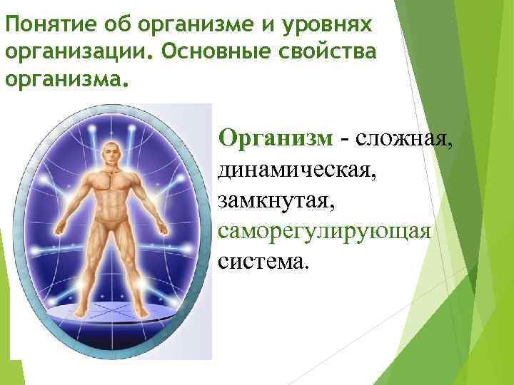 Понятие об организме и уровнях организации. Основные свойства организма. Организм - сложная, динамическая, замкнутая,