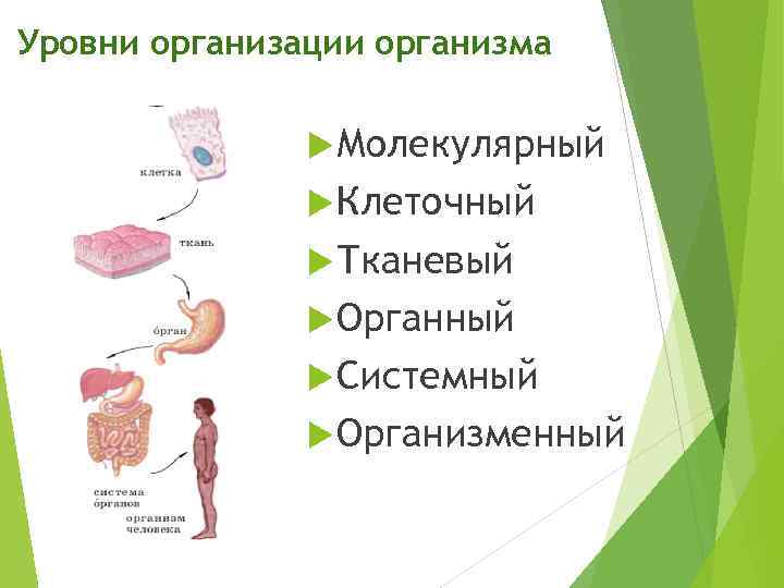 Уровни организации организма Молекулярный Клеточный Тканевый Органный Системный Организменный 
