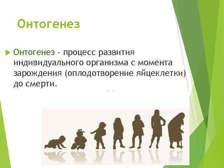 Онтогенез - процесс развития индивидуального организма с момента зарождения (оплодотворение яйцеклетки) до смерти. 