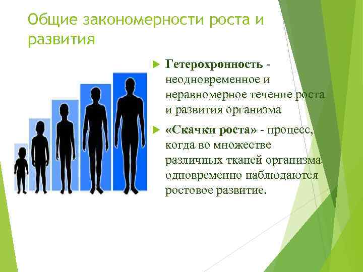 Неравномерность и гетерохронность развития презентация