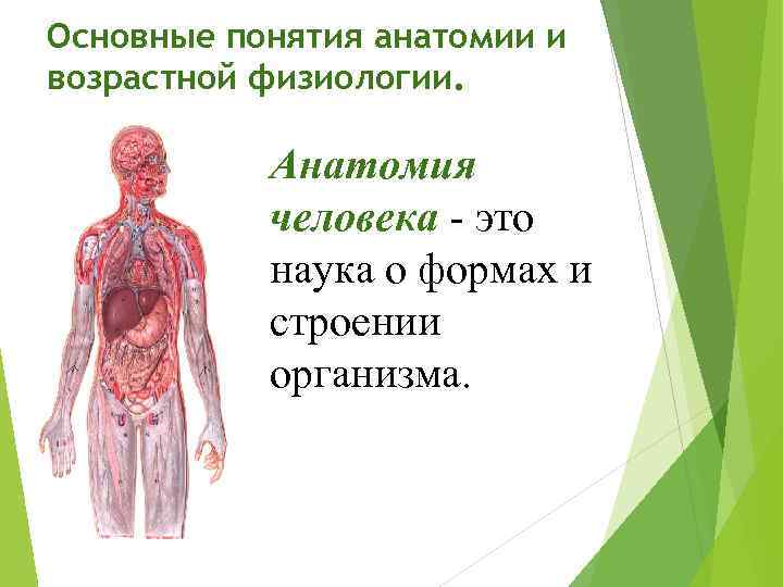 Общие вопросы анатомии и физиологии. Основные термины анатомии и физиологии человека. Возрастная анатомия и физиология. Введение в анатомию и физиологию человека. Анатомия физиология гигиена.