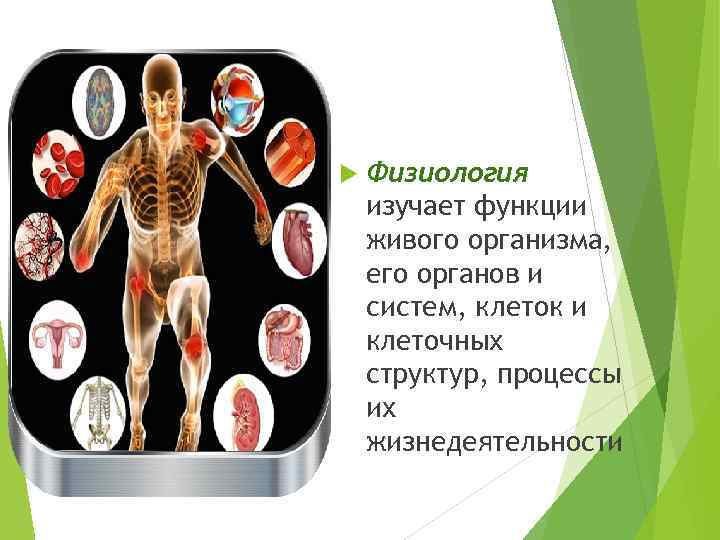  Физиология изучает функции живого организма, его органов и систем, клеток и клеточных структур,