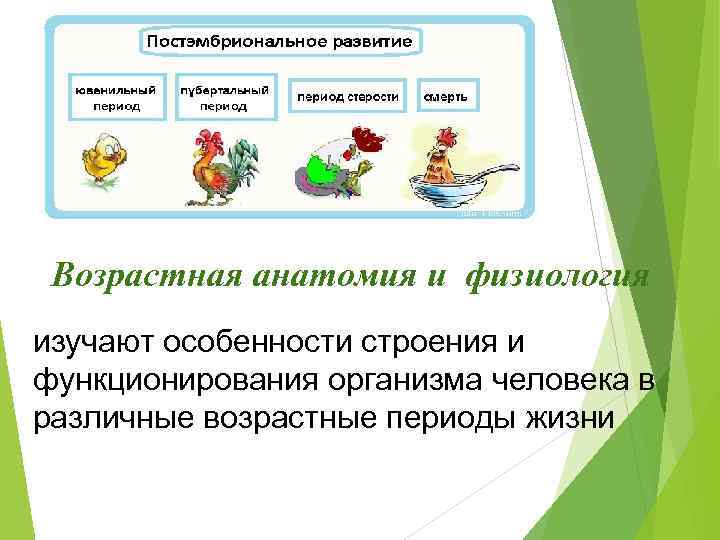 Возрастная анатомия и физиология изучают особенности строения и функционирования организма человека в различные возрастные