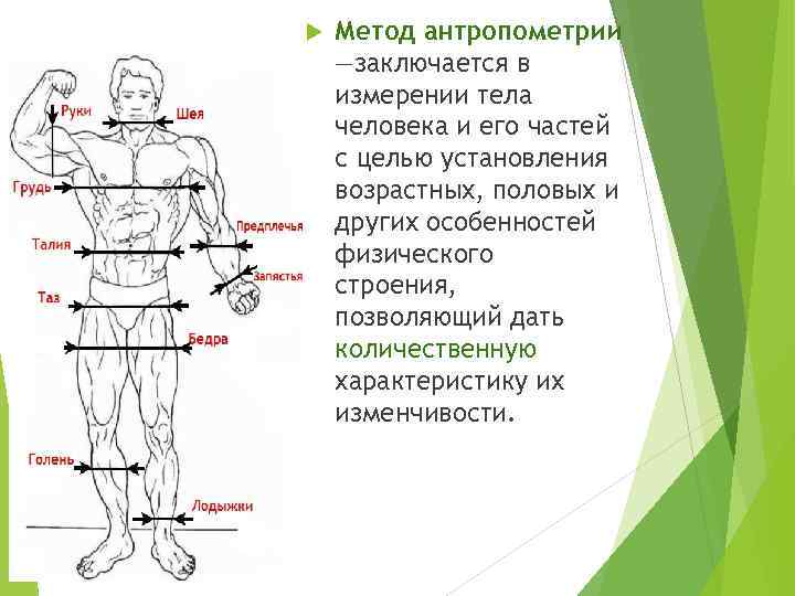 Масса частей тела. Как замерить антропометрические данные. Антропометрические измерения анатомия. Антропометрические методы анатомии. Методы измерения тела человека.