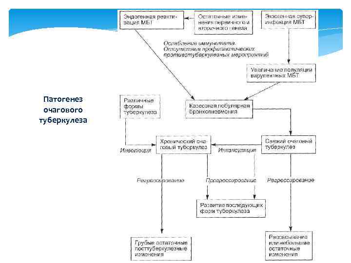 Патогенез очагового туберкулеза 