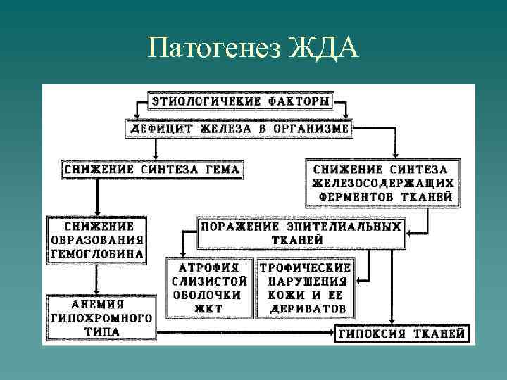 Патогенез ЖДА 