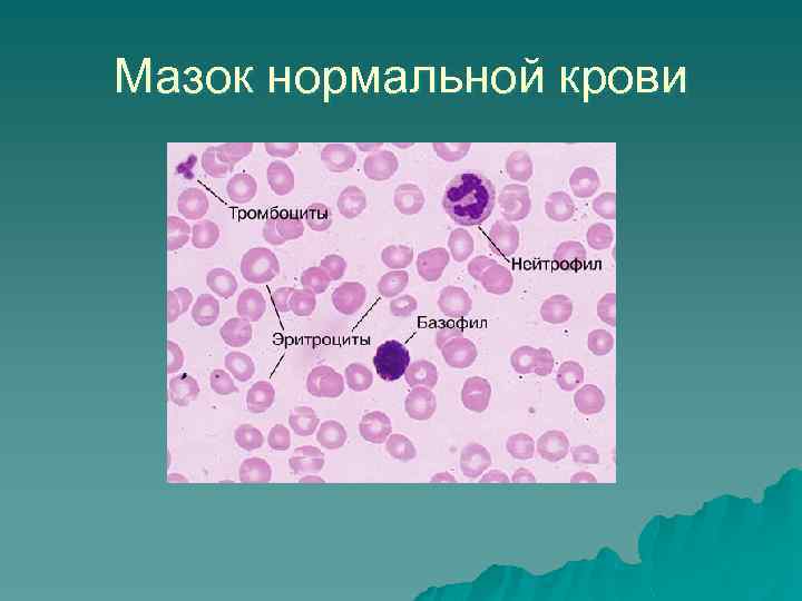 Мазок нормальной крови 